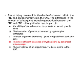 • Axonal injury can result in the death of schwann cells in the
PNS and oligodendrocytes in the CNS. The difference in the
amount of subsequent axonal regeneration between the
PNS and CNS is thought to be due, in part, to:
a) the ability of central neurons to generate an axonal growth
cone
b) The formation of guidance channels by hypertrophic
astrocytes
c) The lack of growth promoting signals in replacement schwann
cells
d) The more efficient clearance of myelin debris by peripheral
macrophages
e) The persistence of an oligodendrocyte basal lamina in the
CNS.
 