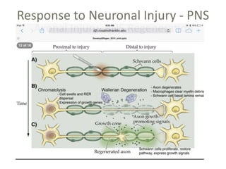 Response to Neuronal Injury - PNS
 