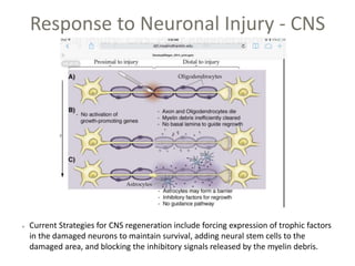 Response to Neuronal Injury - CNS
Current Strategies for CNS regeneration include forcing expression of trophic factors
in the damaged neurons to maintain survival, adding neural stem cells to the
damaged area, and blocking the inhibitory signals released by the myelin debris.
 