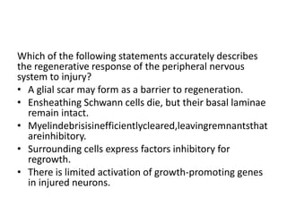 Which of the following statements accurately describes
the regenerative response of the peripheral nervous
system to injury?
• A glial scar may form as a barrier to regeneration.
• Ensheathing Schwann cells die, but their basal laminae
remain intact.
• Myelindebrisisinefficientlycleared,leavingremnantsthat
areinhibitory.
• Surrounding cells express factors inhibitory for
regrowth.
• There is limited activation of growth-promoting genes
in injured neurons.
 
