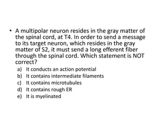• A multipolar neuron resides in the gray matter of
the spinal cord, at T4. In order to send a message
to its target neuron, which resides in the gray
matter of S2, it must send a long efferent fiber
through the spinal cord. Which statement is NOT
correct?
a) It conducts an action potential
b) It contains intermediate filaments
c) It contains microtubules
d) It contains rough ER
e) It is myelinated
 