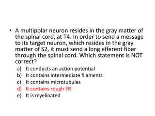 • A multipolar neuron resides in the gray matter of
the spinal cord, at T4. In order to send a message
to its target neuron, which resides in the gray
matter of S2, it must send a long efferent fiber
through the spinal cord. Which statement is NOT
correct?
a) It conducts an action potential
b) It contains intermediate filaments
c) It contains microtubules
d) It contains rough ER
e) It is myelinated
 