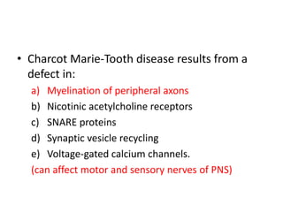 • Charcot Marie-Tooth disease results from a
defect in:
a) Myelination of peripheral axons
b) Nicotinic acetylcholine receptors
c) SNARE proteins
d) Synaptic vesicle recycling
e) Voltage-gated calcium channels.
(can affect motor and sensory nerves of PNS)
 