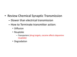 • Review Chemical Synaptic Transmission
– Slower than electrical transmission
– How to Terminate transmitter action:
• Diffusion
• Reuptake
– Transporters (drug targets, cocaine affects dopamine
reuptake)
• Degradation
 