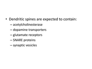 • Dendritic spines are expected to contain:
– acetylcholinesterase
– dopamine transporters
– glutamate receptors
– SNARE proteins
– synaptic vesicles
 