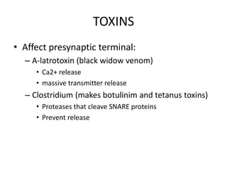 TOXINS
• Affect presynaptic terminal:
– A-latrotoxin (black widow venom)
• Ca2+ release
• massive transmitter release
– Clostridium (makes botulinim and tetanus toxins)
• Proteases that cleave SNARE proteins
• Prevent release
 