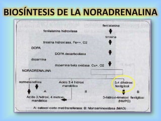 BIOSÍNTESIS DE LA NORADRENALINA
 