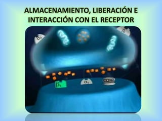 ALMACENAMIENTO, LIBERACIÓN E
INTERACCIÓN CON EL RECEPTOR
 