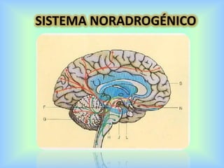 SISTEMA NORADROGÉNICO
 