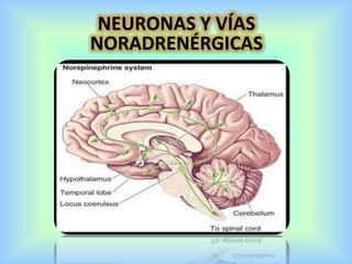 NEURONAS Y VÍAS
NORADRENÉRGICAS
 