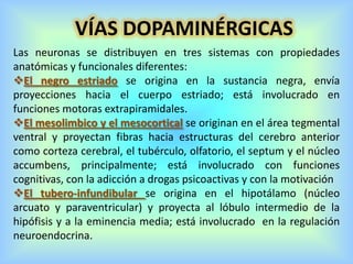 Las neuronas se distribuyen en tres sistemas con propiedades
anatómicas y funcionales diferentes:
El negro estriado se origina en la sustancia negra, envía
proyecciones hacia el cuerpo estriado; está involucrado en
funciones motoras extrapiramidales.
El mesolimbico y el mesocortical se originan en el área tegmental
ventral y proyectan fibras hacia estructuras del cerebro anterior
como corteza cerebral, el tubérculo, olfatorio, el septum y el núcleo
accumbens, principalmente; está involucrado con funciones
cognitivas, con la adicción a drogas psicoactivas y con la motivación
El tubero-infundibular se origina en el hipotálamo (núcleo
arcuato y paraventricular) y proyecta al lóbulo intermedio de la
hipófisis y a la eminencia media; está involucrado en la regulación
neuroendocrina.
VÍAS DOPAMINÉRGICAS
 