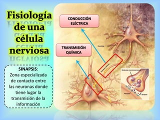 CONDUCCIÓN
ELÉCTRICA
TRANSMISIÓN
QUÍMICA
SINAPSIS:
Zona especializada
de contacto entre
las neuronas donde
tiene lugar la
transmisión de la
información
 