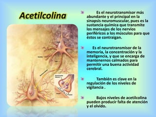 Acetilcolina Es el neurotransmisor más
abundante y el principal en la
sinapsis neuromuscular, pues es la
sustancia química que transmite
los mensajes de los nervios
periféricos a los músculos para que
éstos se contraigan.
Es el neurotransmisor de la
memoria, la concentración y la
inteligencia, y que se encarga de
mantenernos calmados para
permitir una buena actividad
cerebral.
También es clave en la
regulación de los niveles de
vigilancia .
Bajos niveles de acetilcolina
pueden producir falta de atención
y el olvido.
 