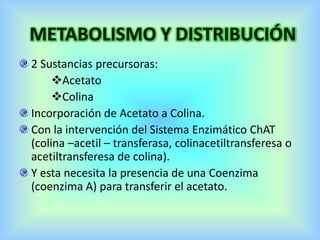 METABOLISMO Y DISTRIBUCIÓN
2 Sustancias precursoras:
Acetato
Colina
Incorporación de Acetato a Colina.
Con la intervención del Sistema Enzimático ChAT
(colina –acetil – transferasa, colinacetiltransferesa o
acetiltransferesa de colina).
Y esta necesita la presencia de una Coenzima
(coenzima A) para transferir el acetato.
 