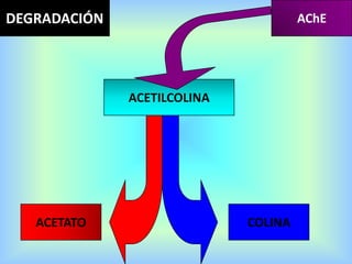 COLINA
ACETATO
AChE
ACETILCOLINA
DEGRADACIÓN
 