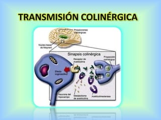 TRANSMISIÓN COLINÉRGICA
 