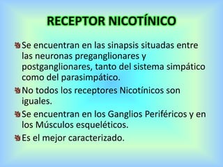 RECEPTOR NICOTÍNICO
Se encuentran en las sinapsis situadas entre
las neuronas preganglionares y
postganglionares, tanto del sistema simpático
como del parasimpático.
No todos los receptores Nicotínicos son
iguales.
Se encuentran en los Ganglios Periféricos y en
los Músculos esqueléticos.
Es el mejor caracterizado.
 