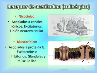 Receptor de acetilcolina (colinérgico)
• Nicotínico:
• Acoplados a canales
iónicos. Excitatorios.
Unión neuromuscular.
• Muscarínico:
• Acoplados a proteína G.
Excitatorios o
inhibitorios. Glándulas y
músculo liso
 