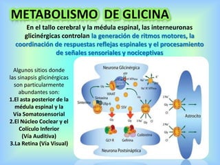 METABOLISMO DE GLICINA
En el tallo cerebral y la médula espinal, las interneuronas
glicinérgicas controlan la generación de ritmos motores, la
coordinación de respuestas reflejas espinales y el procesamiento
de señales sensoriales y nociceptivas
Algunos sitios donde
las sinapsis glicinérgicas
son particularmente
abundantes son:
1.El asta posterior de la
médula espinal y la
Vía Somatosensorial
2.El Núcleo Coclear y el
Colículo Inferior
(Vía Auditiva)
3.La Retina (Vía Visual)
 