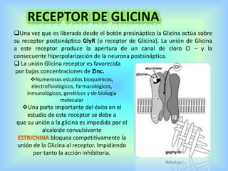 RECEPTOR DE GLICINA
Una vez que es liberada desde el botón presináptico la Glicina actúa sobre
su receptor postsináptico GlyR (o receptor de Glicina). La unión de Glicina
a este receptor produce la apertura de un canal de cloro Cl – y la
consecuente hiperpolarización de la neurona postsináptica.
 La unión Glicina receptor es favorecida
por bajas concentraciones de Zinc.
Numerosos estudios bioquímicos,
electrofisiológicos, farmacológicos,
inmunológicos, genéticos y de biología
molecular
Una parte importante del éxito en el
estudio de este receptor se debe a
que su unión a la glicina es impedida por el
alcaloide convulsivante
ESTRICNINA bloquea competitivamente la
unión de la Glicina al receptor. Impidiendo
por tanto la acción inhibitoria.
 