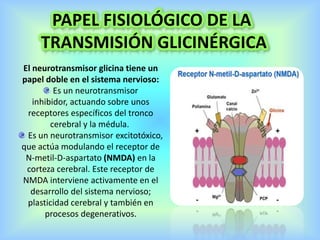 PAPEL FISIOLÓGICO DE LA
TRANSMISIÓN GLICINÉRGICA
El neurotransmisor glicina tiene un
papel doble en el sistema nervioso:
Es un neurotransmisor
inhibidor, actuando sobre unos
receptores específicos del tronco
cerebral y la médula.
Es un neurotransmisor excitotóxico,
que actúa modulando el receptor de
N-metil-D-aspartato (NMDA) en la
corteza cerebral. Este receptor de
NMDA interviene activamente en el
desarrollo del sistema nervioso;
plasticidad cerebral y también en
procesos degenerativos.
 