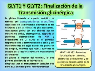 GLYT1 Y GLYT2: Finalización de la
Transmisión glicinérgica
La glicina liberada al espacio sináptico es
retirada por transportadores específicos
localizados en la membrana plasmática de las
neuronas o de las células de glía adyacentes.
Transportan glicina con alta afinidad por un
mecanismo activo, electrogénico, acoplado al
gradiente electroquímico de Na+ y
dependiente de Cl. GLYT1 es el principal
responsable de la terminación de la señal y del
mantenimiento de bajos niveles de glicina en
las sinápsis, mientras que GLYT2 aumenta la
eficacia de la neurotransmisión manteniendo
el suministro
de glicina al interior del terminal, lo que
permite el rellenado de las vesículas
sinápticas por el transportador vesicular que
tiene baja afinidad por el neurotransmisor
GLYT1- GLYT2: Proteínas
localizadas en la memb.
plasmática de neuronas y de
astrocitos; responsables de la
finalización glicinérgica.
 