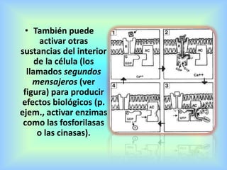 • También puede
activar otras
sustancias del interior
de la célula (los
llamados segundos
mensajeros (ver
figura) para producir
efectos biológicos (p.
ejem., activar enzimas
como las fosforilasas
o las cinasas).
 