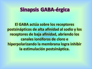 El GABA actúa sobre los receptores
postsinápticos de alta afinidad al sodio y los
receptores de baja afinidad, abriendo los
canales ionóforos de cloro e
hiperpolarizando la membrana logra inhibir
la estimulación postsináptica.
Sinapsis GABA-érgica
 