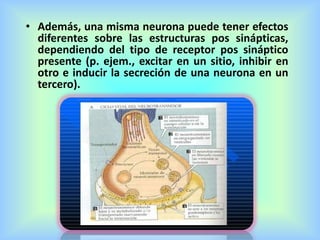 • Además, una misma neurona puede tener efectos
diferentes sobre las estructuras pos sinápticas,
dependiendo del tipo de receptor pos sináptico
presente (p. ejem., excitar en un sitio, inhibir en
otro e inducir la secreción de una neurona en un
tercero).
 