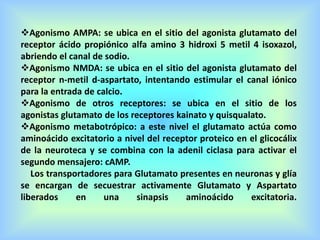 Agonismo AMPA: se ubica en el sitio del agonista glutamato del
receptor ácido propiónico alfa amino 3 hidroxi 5 metil 4 isoxazol,
abriendo el canal de sodio.
Agonismo NMDA: se ubica en el sitio del agonista glutamato del
receptor n-metil d-aspartato, intentando estimular el canal iónico
para la entrada de calcio.
Agonismo de otros receptores: se ubica en el sitio de los
agonistas glutamato de los receptores kainato y quisqualato.
Agonismo metabotrópico: a este nivel el glutamato actúa como
aminoácido excitatorio a nivel del receptor proteico en el glicocálix
de la neuroteca y se combina con la adenil ciclasa para activar el
segundo mensajero: cAMP.
Los transportadores para Glutamato presentes en neuronas y glía
se encargan de secuestrar activamente Glutamato y Aspartato
liberados en una sinapsis aminoácido excitatoria.
 