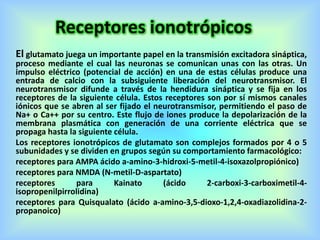 Receptores ionotrópicos
El glutamato juega un importante papel en la transmisión excitadora sináptica,
proceso mediante el cual las neuronas se comunican unas con las otras. Un
impulso eléctrico (potencial de acción) en una de estas células produce una
entrada de calcio con la subsiguiente liberación del neurotransmisor. El
neurotransmisor difunde a través de la hendidura sináptica y se fija en los
receptores de la siguiente célula. Estos receptores son por sí mismos canales
iónicos que se abren al ser fijado el neurotransmisor, permitiendo el paso de
Na+ o Ca++ por su centro. Este flujo de iones produce la depolarización de la
membrana plasmática con generación de una corriente eléctrica que se
propaga hasta la siguiente célula.
Los receptores ionotrópicos de glutamato son complejos formados por 4 o 5
subunidades y se dividen en grupos según su comportamiento farmacológico:
receptores para AMPA ácido a-amino-3-hidroxi-5-metil-4-isoxazolpropiónico)
receptores para NMDA (N-metil-D-aspartato)
receptores para Kainato (ácido 2-carboxi-3-carboximetil-4-
isopropenilpirrolidina)
receptores para Quisqualato (ácido a-amino-3,5-dioxo-1,2,4-oxadiazolidina-2-
propanoico)
 