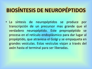 • La síntesis de neuropéptidos se produce por
transcripción de un precursor mas grande que el
verdadero neuropéptido. Este prepropéptido se
procesa en el retículo endoplásmico para dar lugar al
propéptido, que atraviesa el Golgi y se empaqueta en
grandes vesículas. Estas vesículas viajan a través del
axón hasta el terminal para ser liberadas.
BIOSÍNTESIS DE NEUROPÉPTIDOS
 
