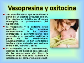 Vasopresina y oxitocina
Son neurohormonas que se obtienen a
partir de un péptido precursor común.
Este péptido se sintetiza en el núcleo
supraóptico y paraventricular del
hipotálamo.
La vasopresina y la oxitocina están
contenidas en las neuronas
neurosecretoras de los núcleos
supraópticos y paraventriculares, son
secretadas a la circulación periférica a
partir de las terminaciones
neurohipofisiarias, se han considerado
también como sustancias con acciones
sobre el SNC (Renaud L. 1982)
La vasopresina es un vasoconstrictor,
mientras que la oxitocina es responsable
de las contracciones del útero, la
eyección de la leche en la lactancia y se
relaciona con el comportamiento sexual.
 