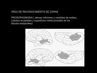 AREA DE RECONOCIMIENTO DE CARAS PROSOPAGNOSIA ( aéreas inferiores y mediales de ambos Lóbulos occipitales y superficies medioventrales de los lóbulos temporales) 