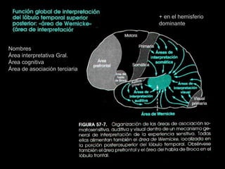 + en el hemisferio dominante Nombres Área interpretativa Gral. Área cognitiva Área de asociación terciaria 