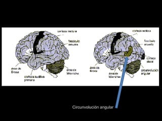 Circunvolución angular 