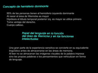 95% de las personas tienen el hemisferio izquierdo dominante Al nacer el área de Wernicke es mayor Hipótesis el lóbulo temporal posterior izq. es mayor se utilice primero Toma ventaja del derecho. Cuerpo calloso. Una gran parte de la experiencia sensitiva se convierte en su equivalente lingüístico antes de almacenarse en las áreas de memoria. Al leer no se almacenan las imágenes visuales de la palabra impresa sino las propias palabras o los pensamientos que vehiculizan en forma de lenguaje. 