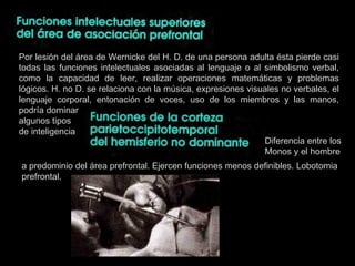 Por lesión del área de Wernicke del H. D. de una persona adulta ésta pierde casi todas las funciones intelectuales asociadas al lenguaje o al simbolismo verbal, como la capacidad de leer, realizar operaciones matemáticas y problemas lógicos. H. no D. se relaciona con la música, expresiones visuales no verbales, el lenguaje corporal, entonación de voces, uso de los miembros y las manos, podría dominar  algunos tipos de inteligencia Diferencia entre los Monos y el hombre a predominio del área prefrontal. Ejercen funciones menos definibles. Lobotomia prefrontal. 