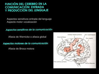 Aspectos sensitivos entrada del lenguaje Aspecto motor vocalización Afasia de Wernicke o afasia global Afasia de Broca motora 