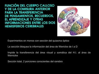 Experimentos en monos con sección del quiasma óptico La sección bloquea la información del área de Wenicke de I a D Impide la transferencia del área visual y somática del H.I. al área de Wernicke Sección total, 2 porciones conscientes del cerebro 