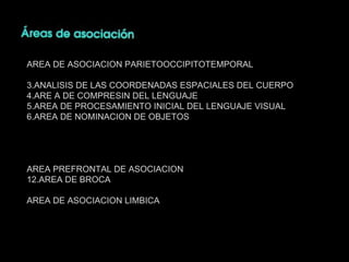 AREA DE ASOCIACION PARIETOOCCIPITOTEMPORAL ANALISIS DE LAS COORDENADAS ESPACIALES DEL CUERPO ARE A DE COMPRESIN DEL LENGUAJE AREA DE PROCESAMIENTO INICIAL DEL LENGUAJE VISUAL AREA DE NOMINACION DE OBJETOS AREA PREFRONTAL DE ASOCIACION AREA DE BROCA AREA DE ASOCIACION LIMBICA 