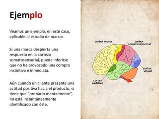 Ejemplo
Veamos un ejemplo, en este caso,
aplicable al estudio de marcas

Si una marca despierta una
respuesta en la corteza
somatosensorial, puede inferirse
que no ha provocado una compra
instintiva e inmediata.

Aún cuando un cliente presente una
actitud positiva hacia el producto, si
tiene que “probarlo mentalmente”,
no está instantáneamente
identificado con éste.
 
