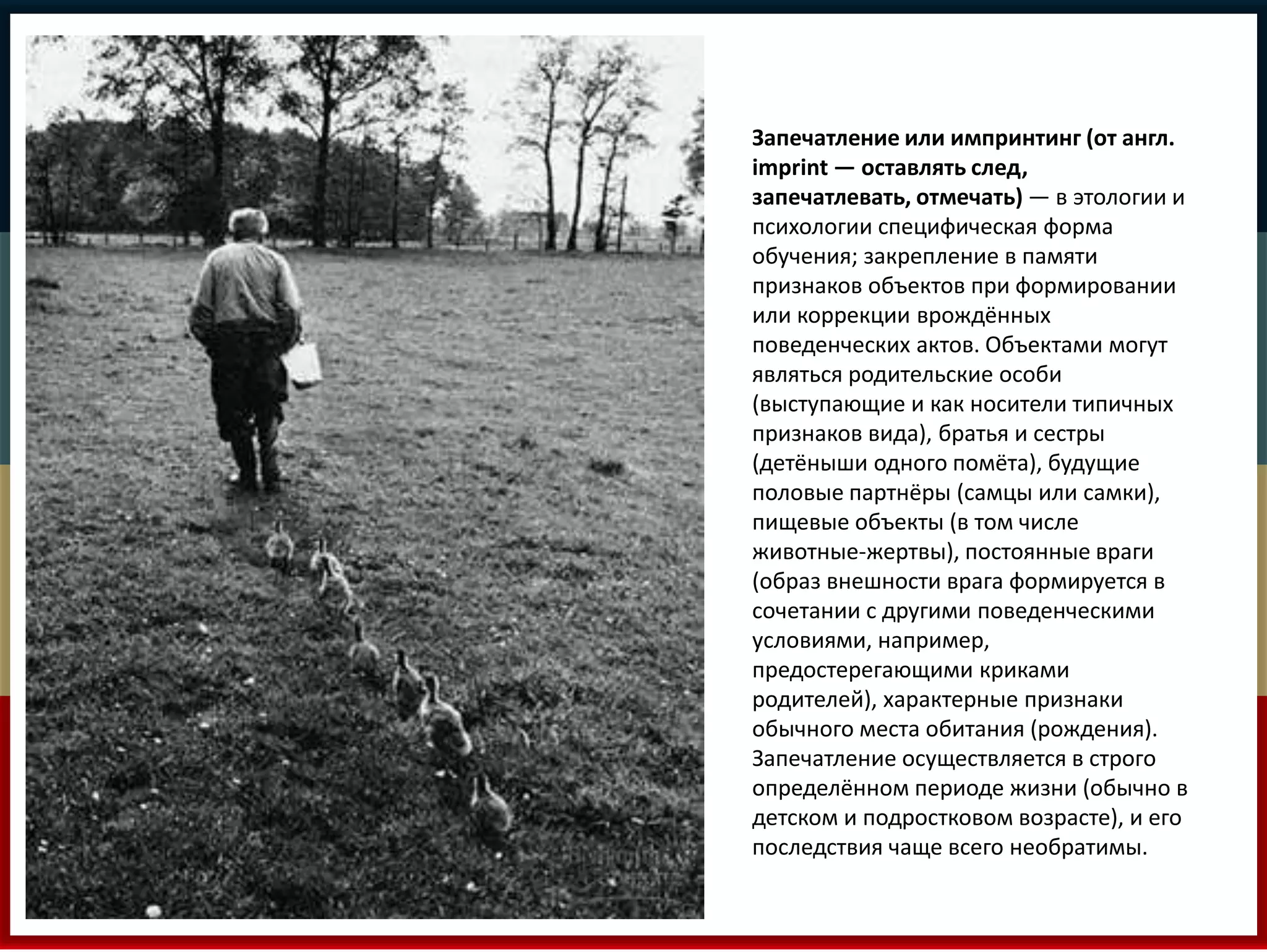 Запечатление или импринтинг (от англ. 
imprint — оставлять след, 
запечатлевать, отмечать) — в этологии и 
психологии специфическая форма 
обучения; закрепление в памяти 
признаков объектов при формировании 
или коррекции врождённых 
поведенческих актов. Объектами могут 
являться родительские особи 
(выступающие и как носители типичных 
признаков вида), братья и сестры 
(детёныши одного помёта), будущие 
половые партнёры (самцы или самки), 
пищевые объекты (в том числе 
животные-жертвы), постоянные враги 
(образ внешности врага формируется в 
сочетании с другими поведенческими 
условиями, например, 
предостерегающими криками 
родителей), характерные признаки 
обычного места обитания (рождения). 
Запечатление осуществляется в строго 
определённом периоде жизни (обычно в 
детском и подростковом возрасте), и его 
последствия чаще всего необратимы. 
 