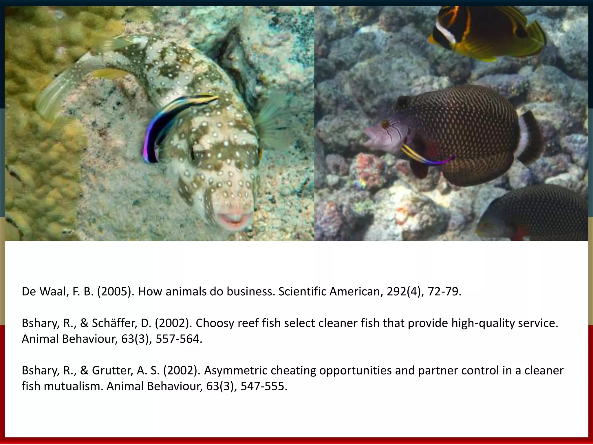 De Waal, F. B. (2005). How animals do business. Scientific American, 292(4), 72-79. 
Bshary, R., & Schäffer, D. (2002). Choosy reef fish select cleaner fish that provide high-quality service. 
Animal Behaviour, 63(3), 557-564. 
Bshary, R., & Grutter, A. S. (2002). Asymmetric cheating opportunities and partner control in a cleaner 
fish mutualism. Animal Behaviour, 63(3), 547-555. 
 