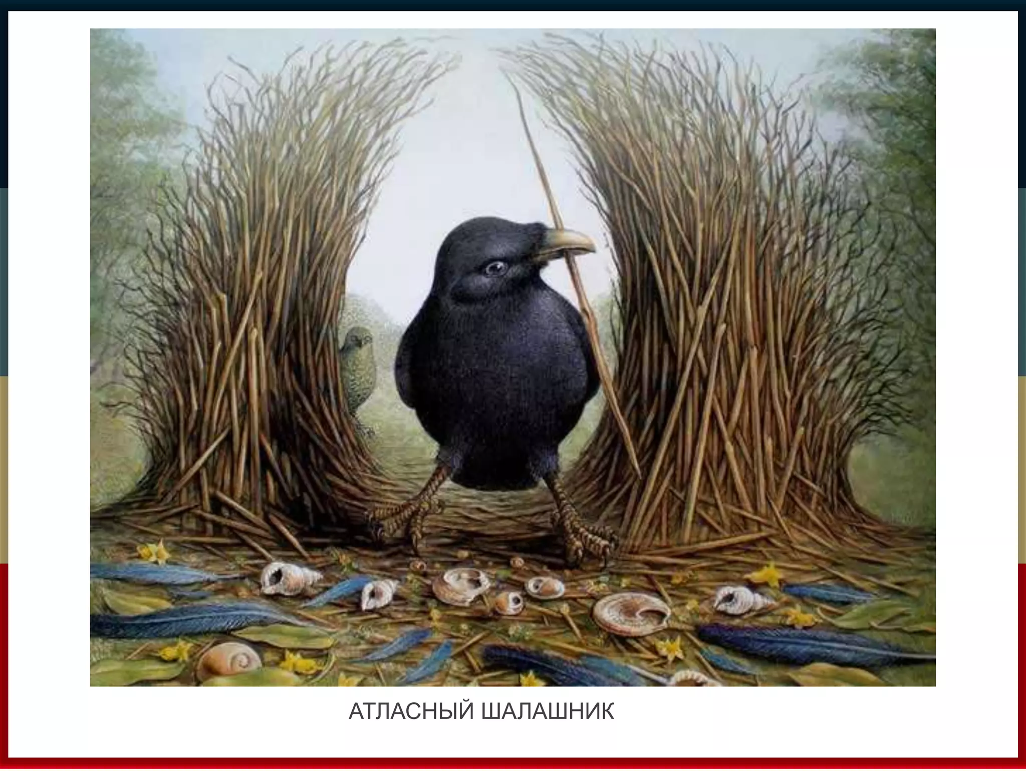 АТЛАСНЫЙ ШАЛАШНИК 
 