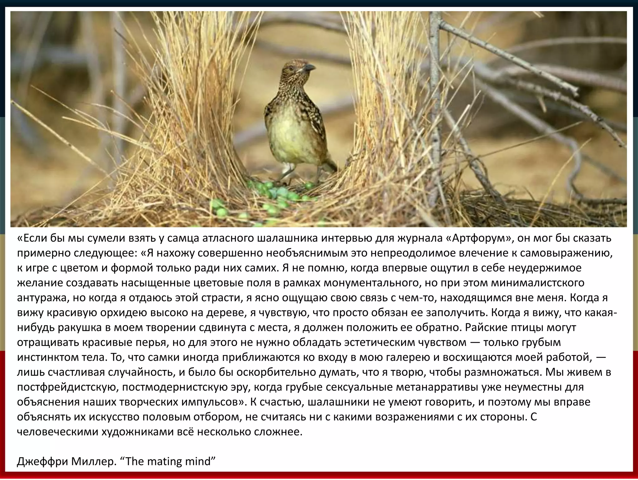 «Если бы мы сумели взять у самца атласного шалашника интервью для журнала «Артфорум», он мог бы сказать 
примерно следующее: «Я нахожу совершенно необъяснимым это непреодолимое влечение к самовыражению, 
к игре с цветом и формой только ради них самих. Я не помню, когда впервые ощутил в себе неудержимое 
желание создавать насыщенные цветовые поля в рамках монументального, но при этом минималистского 
антуража, но когда я отдаюсь этой страсти, я ясно ощущаю свою связь с чем-то, находящимся вне меня. Когда я 
вижу красивую орхидею высоко на дереве, я чувствую, что просто обязан ее заполучить. Когда я вижу, что какая- 
нибудь ракушка в моем творении сдвинута с места, я должен положить ее обратно. Райские птицы могут 
отращивать красивые перья, но для этого не нужно обладать эстетическим чувством — только грубым 
инстинктом тела. То, что самки иногда приближаются ко входу в мою галерею и восхищаются моей работой, — 
лишь счастливая случайность, и было бы оскорбительно думать, что я творю, чтобы размножаться. Мы живем в 
постфрейдистскую, постмодернистскую эру, когда грубые сексуальные метанарративы уже неуместны для 
объяснения наших творческих импульсов». К счастью, шалашники не умеют говорить, и поэтому мы вправе 
объяснять их искусство половым отбором, не считаясь ни с какими возражениями с их стороны. С 
человеческими художниками всё несколько сложнее. 
Джеффри Миллер. “The mating mind” 
 