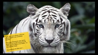 Tigers, like many animals within the
animal kingdom, are considered
beautiful.
This image showing the tiger staring
straight at us reveals its amazing eye
colour and the pattern of its stripes. It’s
an enigmatic image.
For everyone who likes cats :)
 