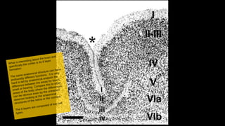 What is interesting about the brain and
specifically the cortex is its 6 layer
formation.
The same anatomical structure can have
profoundly different functions. It is very
hard to tell by anatomical analysis the
difference between the areas for touch,
smell or hearing. Compare this to other
areas of the body where the differences
can be obvious even by the untrained
observer looking at the anatomical
structures of the retina or the cochlea.
The 6 layers are composed of two cell
types.
 