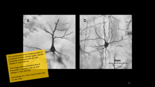29
The architecture of the cerebral cortex is
composed of a few cellular types, namely
Pyramidal or pyramid cells (a) and
Stellate or star cells (b).
The image shows a detailed view of
Pyramidal or pyramid cells (a) and
Stellate or star cells (b).
Interestingly V1 in the Visual Cortex has
no star cells!
 