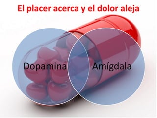 El placer acerca y el dolor aleja

Dopamina

Amígdala

 